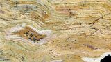 Strelley Pool Stromatolite - Billion Years Old #39191-2